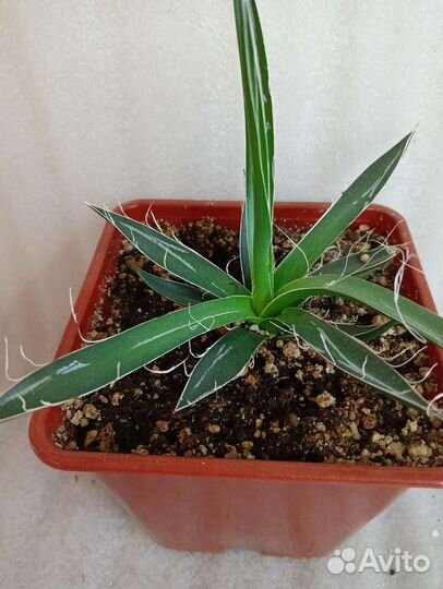 Агава Филифера Нитеносная