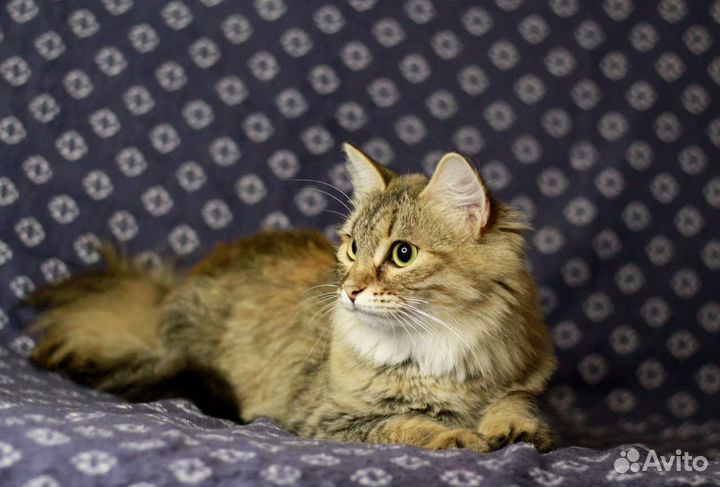 Тина мечтает о любви