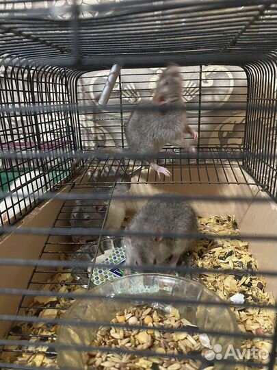 Крысы альбиносы