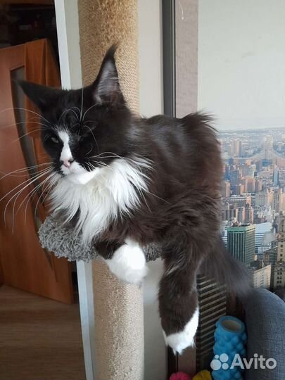 Кот мейн-кун