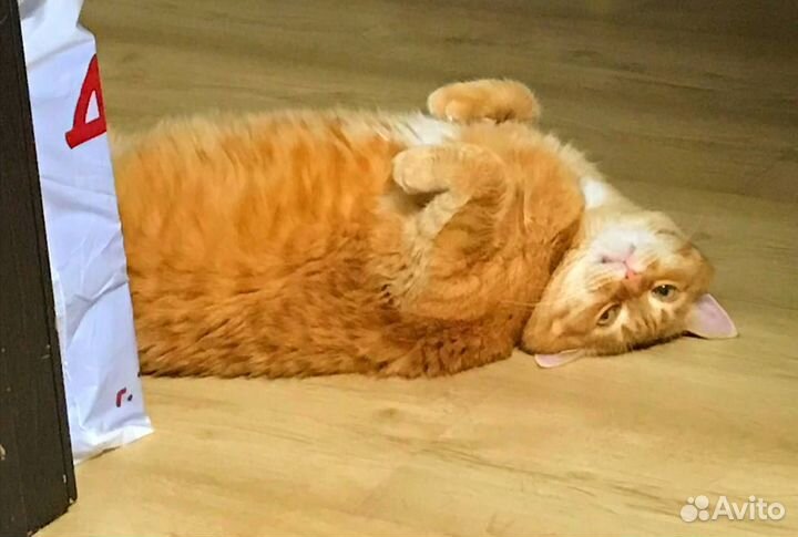 Отдам кота в добрые руки