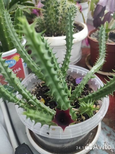 Суккулент опунция стапелия кактус