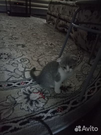 Котята шотландской вислоухой кошки