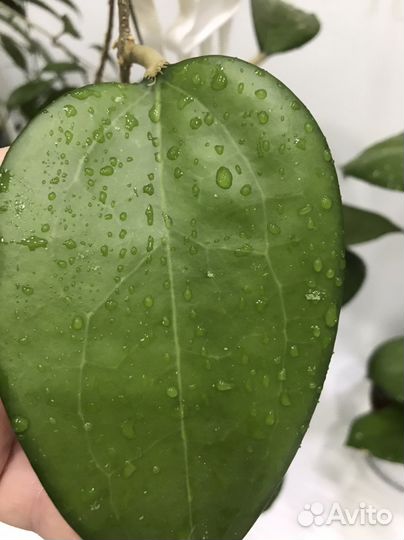 Хойи срезом