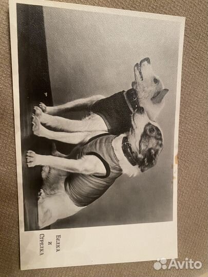 Почтовые карточки Белка и Стрелка