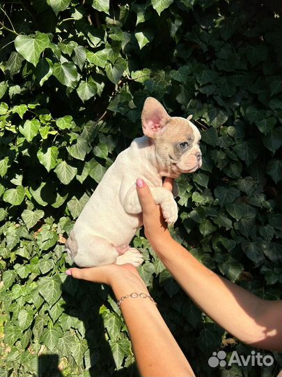 Зеленоглазый блондин