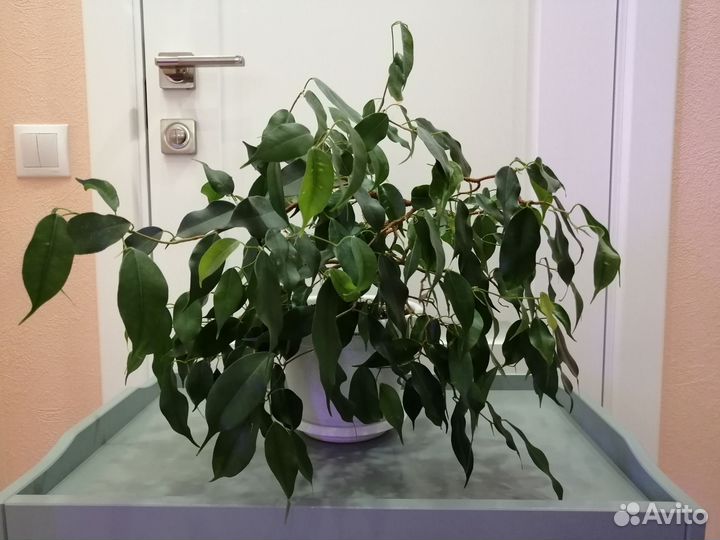 Фикусы Вианди, Циатистипула