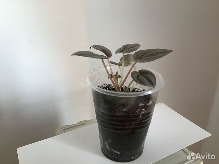 Пеперомии (несколько сортов)