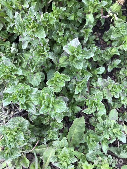 Мята (два вида)