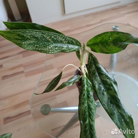 Аглаонемв Матча