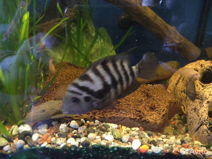 Аквариумные рыбки цихлиды