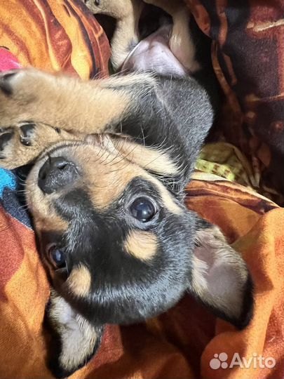 Той-терьер щенок