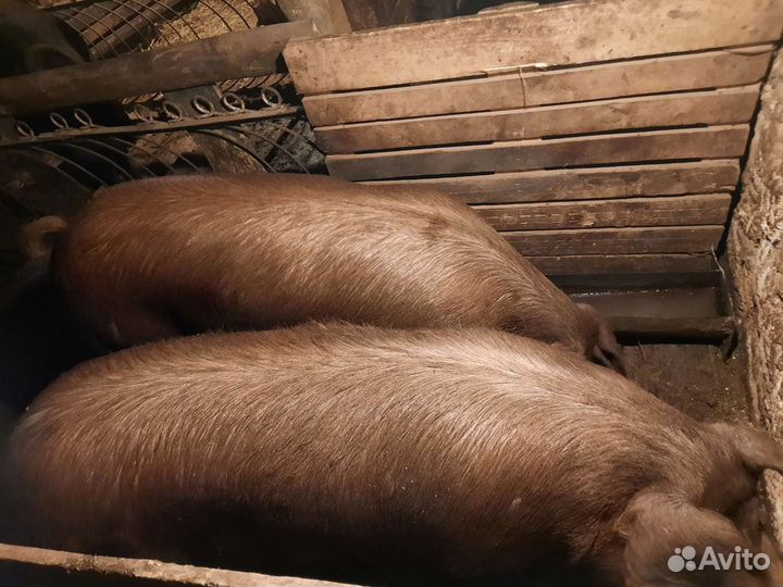 Поросята, подсвинки, свиноматки породы Дюрок