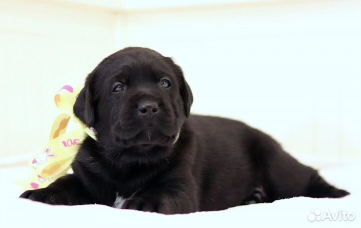 Щенки лабрадора