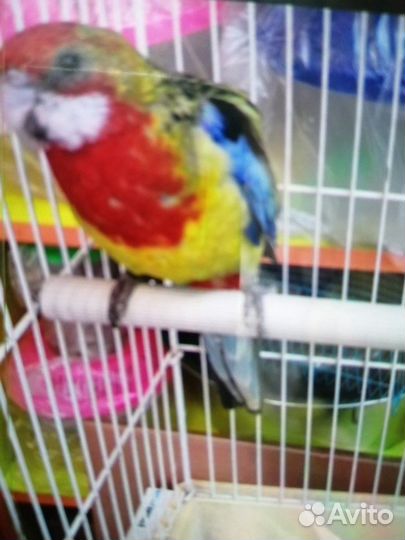 Попугай карелла нимфа, розелла,ручная волна