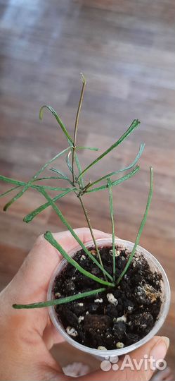 Хойи и дисхидии