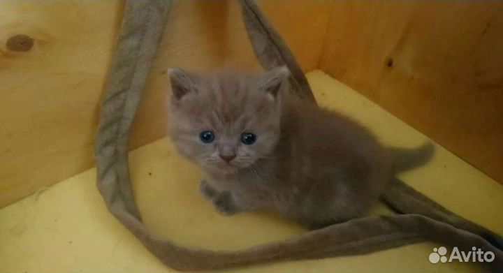 Британская кошка