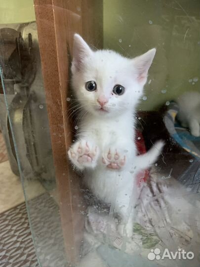 Котёнок турецкой ангоры