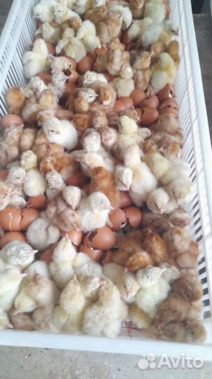 Цыплята Бройлер кобб 500
