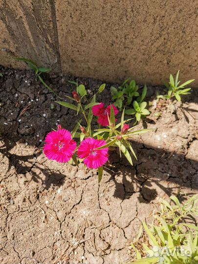 Гвоздика многолетняя