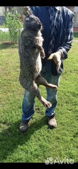 Продается крольчиха