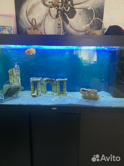 Аквариум