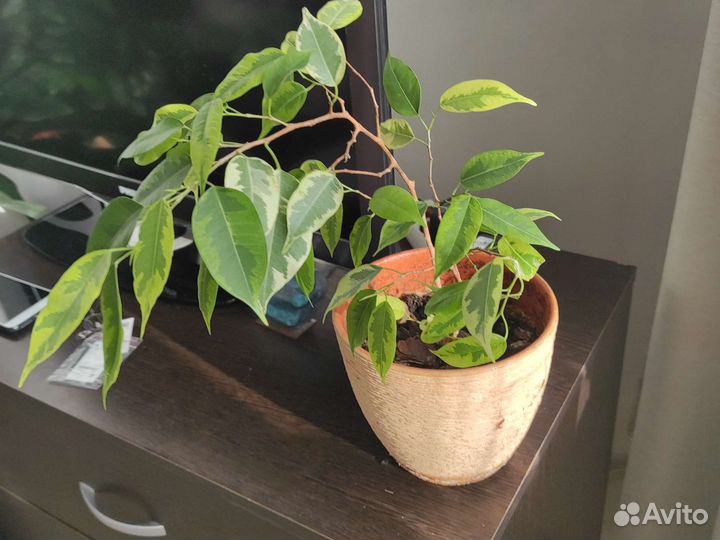 Фикус бенджамина пестролистный