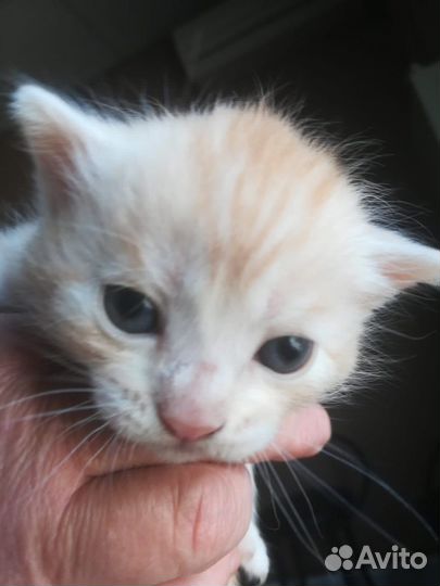 Котятки в добрые руки
