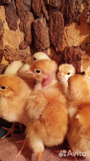 Редбро, голошейка