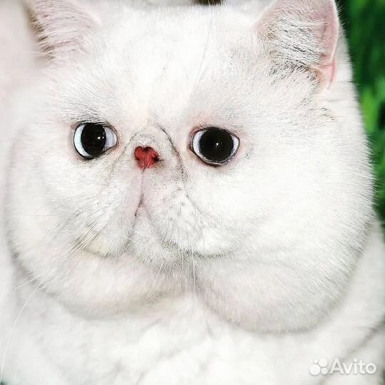 Вязка с экзотом