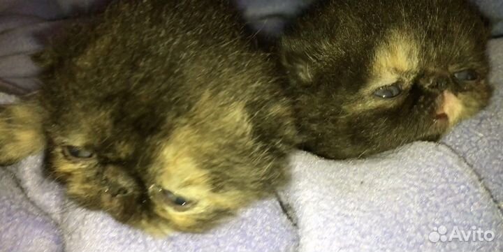 Котята девочки породы экзотическая черепаховые