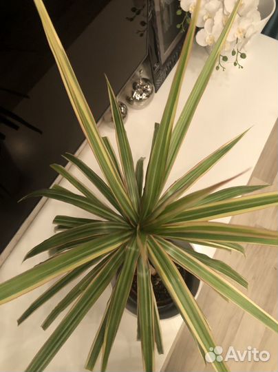 Драцена маргината биколор в керамическом кашпо