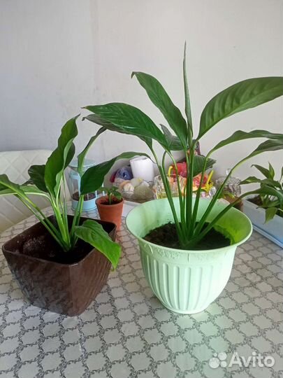 Спатифиллум,женское счастье