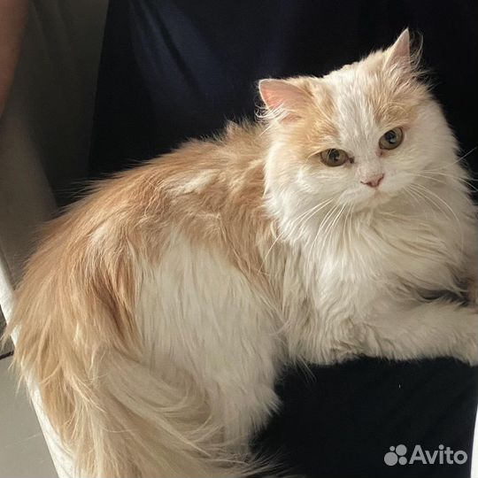 Кошечка - сама Нежность