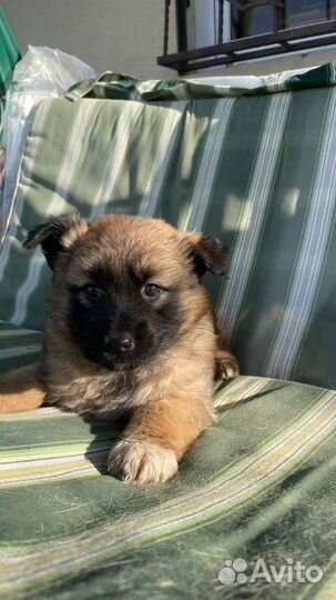 Маленькие собачки