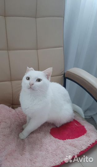 Кошка в добрые руки отдам бесплатно