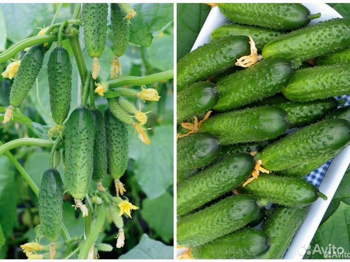 Самый урожайный гибрид огурца из Испании Бэрд F1