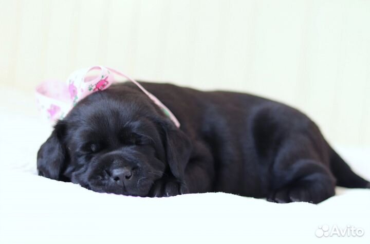 Щенки лабрадора