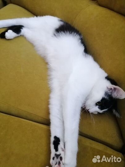 Молодая кошечка