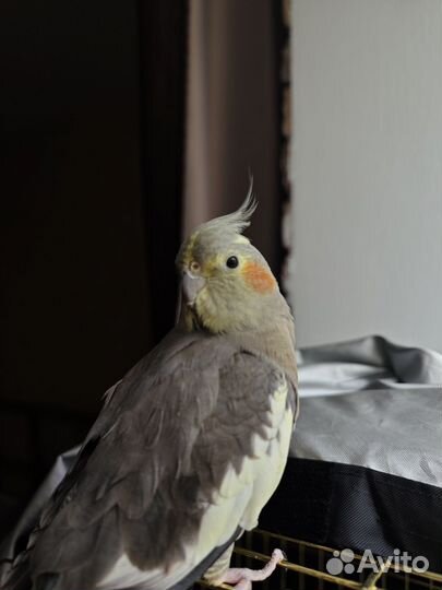 Попугай корелла ручной