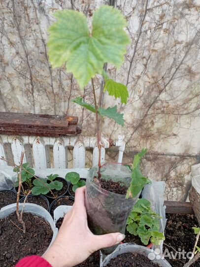 Саженцы винограда