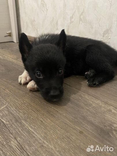 Отдам щенят в хорошие руки