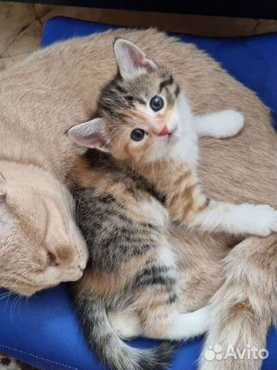 Трехцветная кошечка