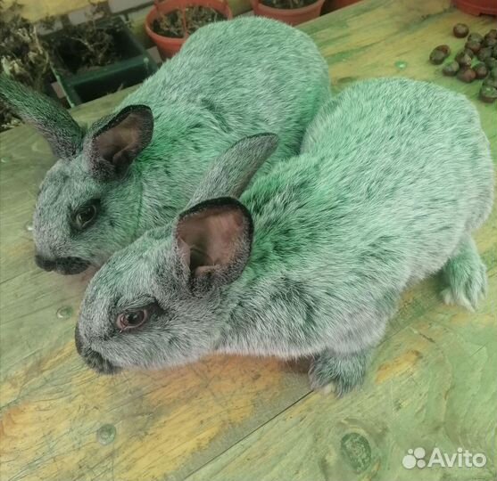 Продажа кроликов