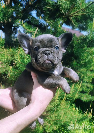 Голубые малыши программа изабелла