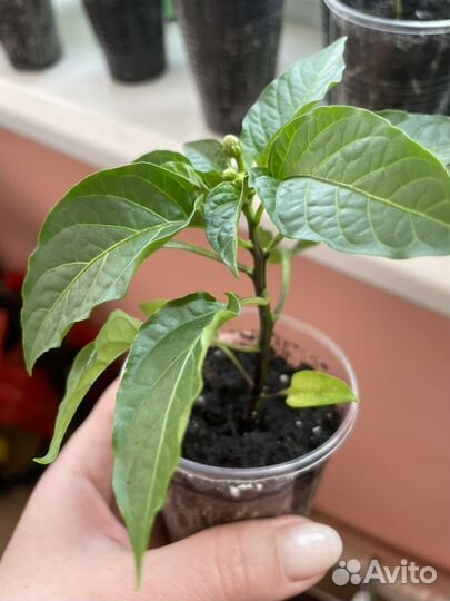 Рассада острого перца