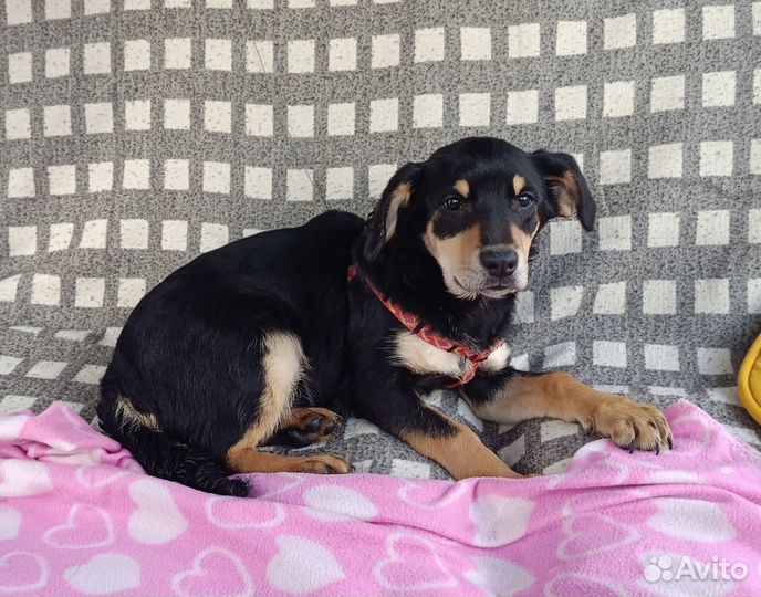 Мари - щеночек от небольшой собачки ищет дом