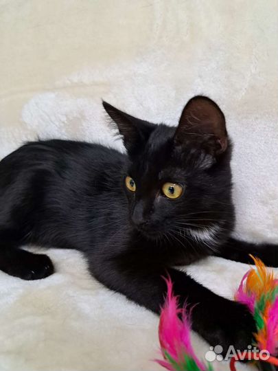 Котёнок Чарли