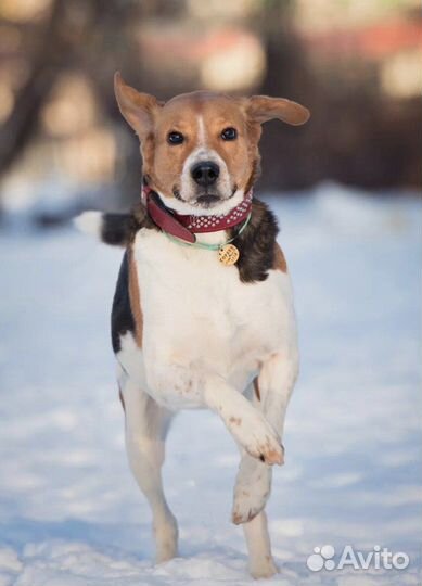 Собаки бесплатно (пегая гончая)