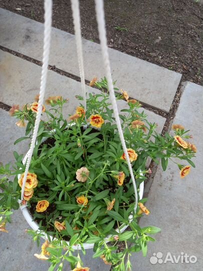 Рассада петунии,колеуса,бакопа